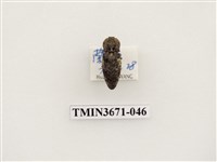 藏品(叩頭蟲(2))的圖片